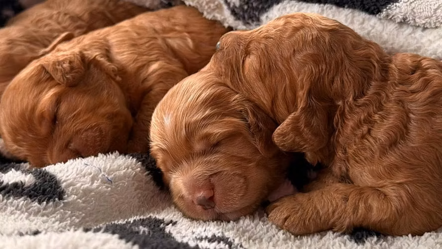 Goldendoodle toy hembra y macho - Imagen 3