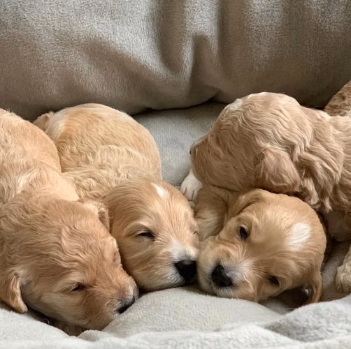 Maltipoo