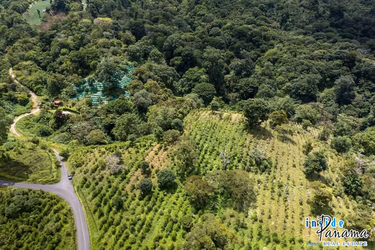Se Vende Finca de Café de más de 12 Ha en La Horqueta Boquete Panamá