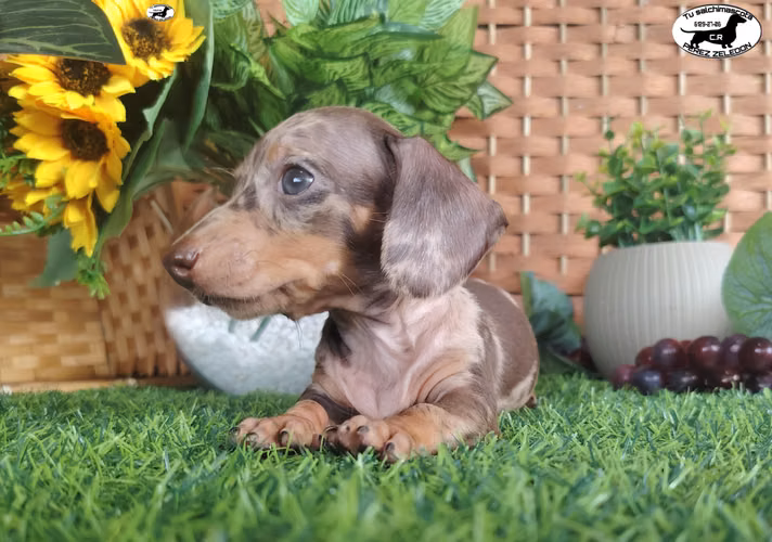 Salchichas dachshund teckel pelo largo y pelo corto - Imagen 2