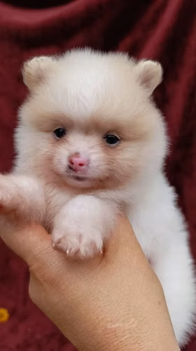 Hembra pomeranian mini - Imagen 3
