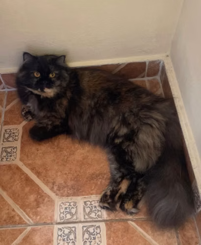 Busco novio para mi gata persa