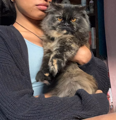 Busco novio para mi gata persa