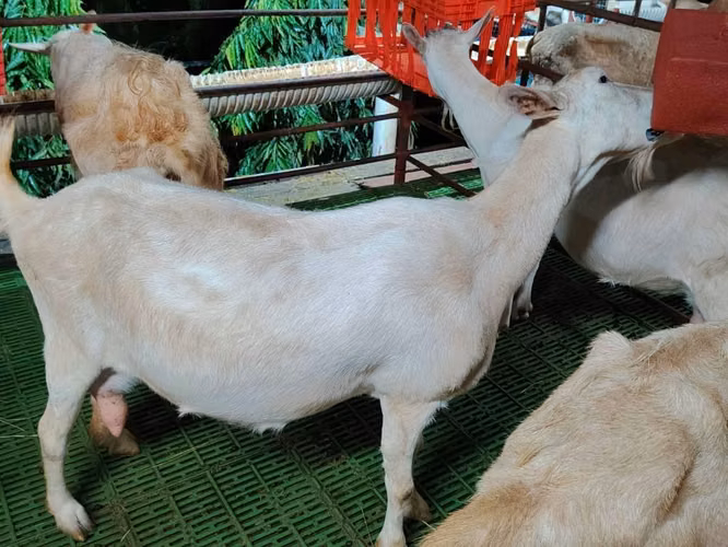 Cabras lecheras en panama