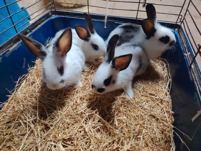 Conejos en Panamá