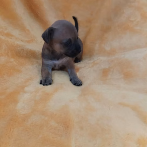 A la venta chihuahua cabeza de venado - Imagen 3