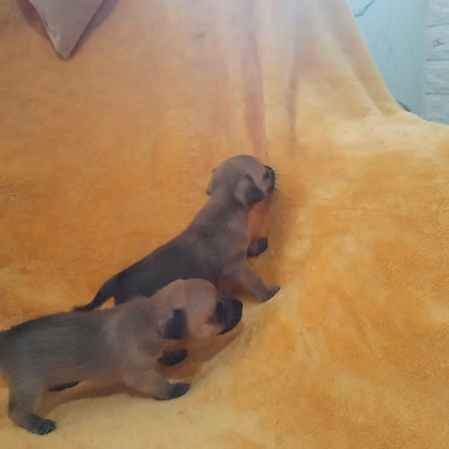 A la venta chihuahua cabeza de venado - Imagen 5