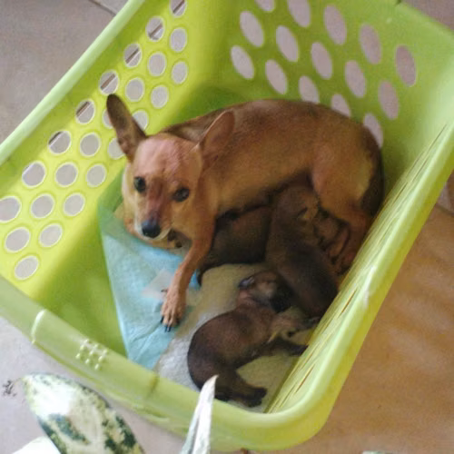 A la venta chihuahua cabeza de venado - Imagen 4