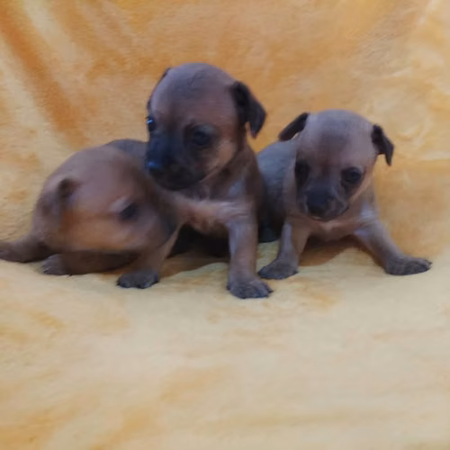 A la venta chihuahua cabeza de venado - Imagen 2