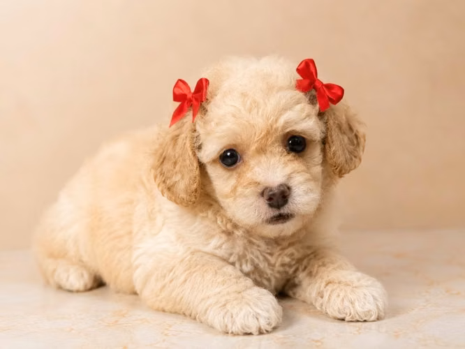 French Poodle Mini Toy - Imagen 2