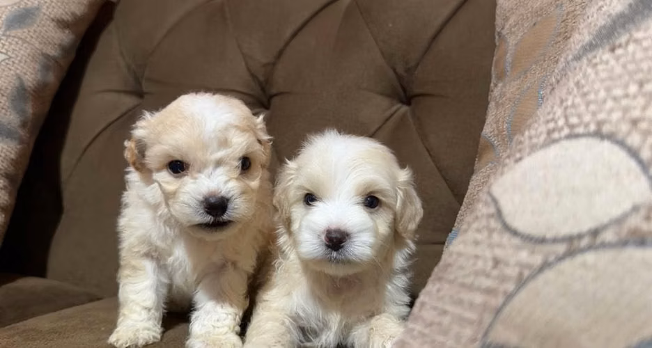 Negociable hermosos machos maltipoo - Imagen 3