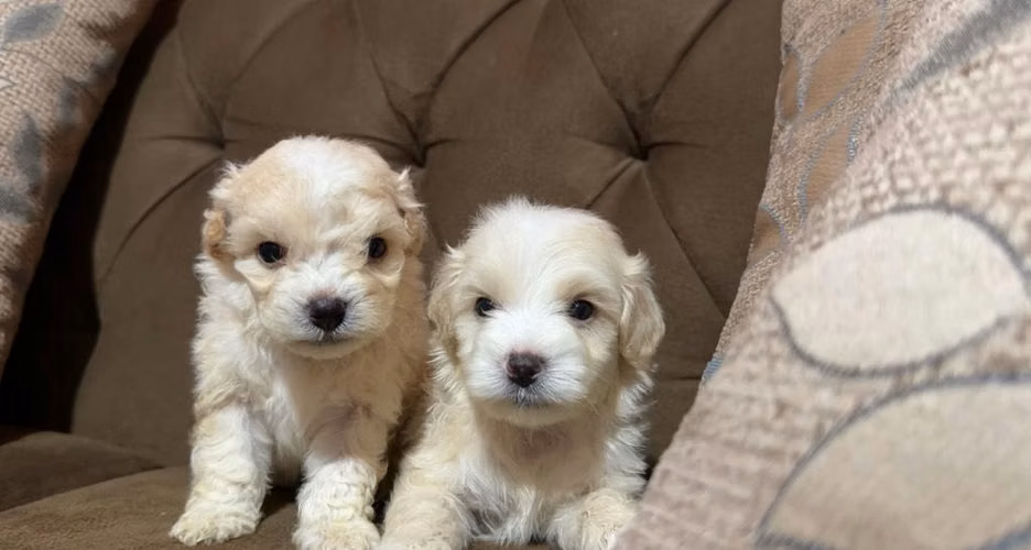 Negociable hermosos machos maltipoo - Imagen 2