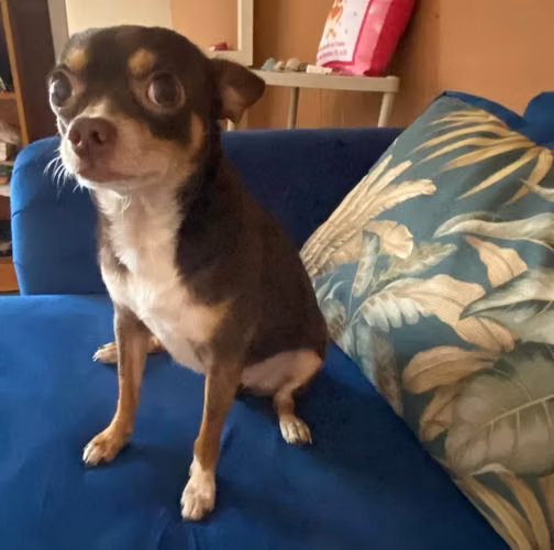 Chihuahua macho busca novia monta o cría