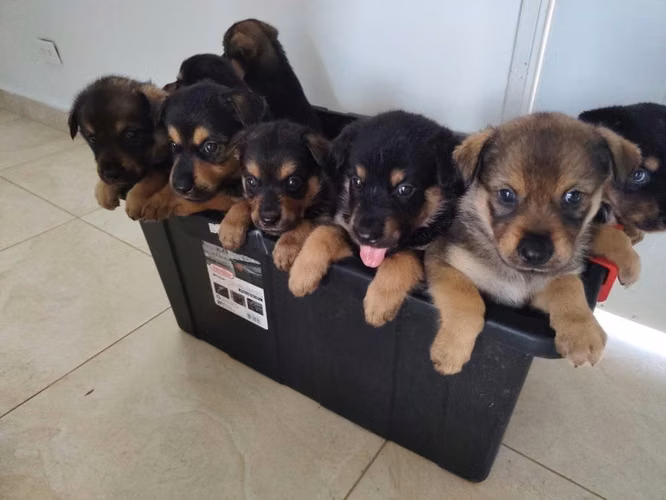 Perros Rotwailer con husky