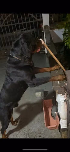 Rottweiler Importado de Alta Calidad — Para de Monta - Imagen 2