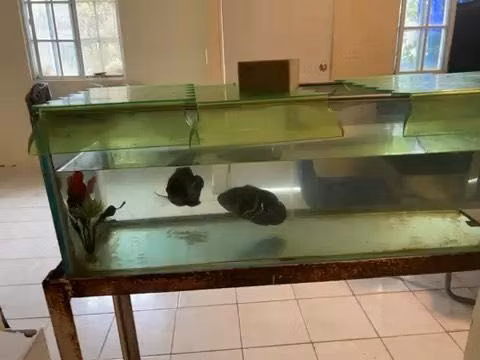 Peces oscar $8 o $25 pareja de hembra macho