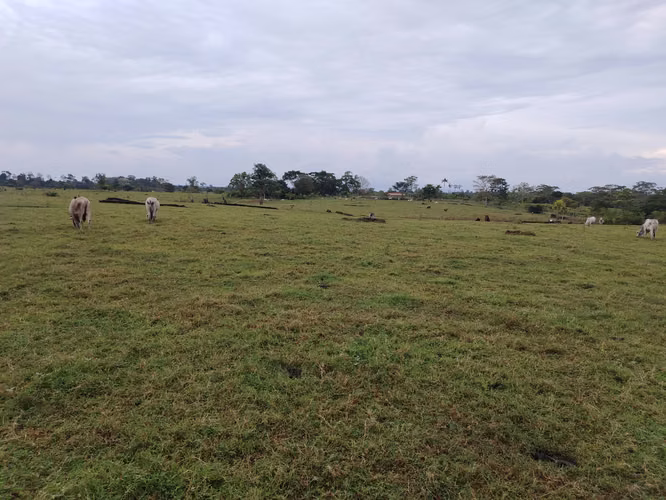 Oportunidad Estratégica: Finca Productiva en Metetí, Darién – ¡Inversión de Alto Rendimiento!" - Imagen 9
