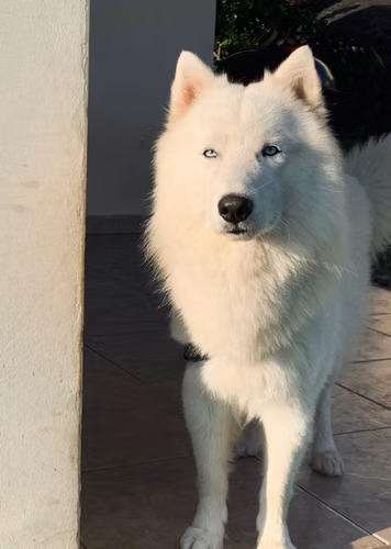 Busco novia husky