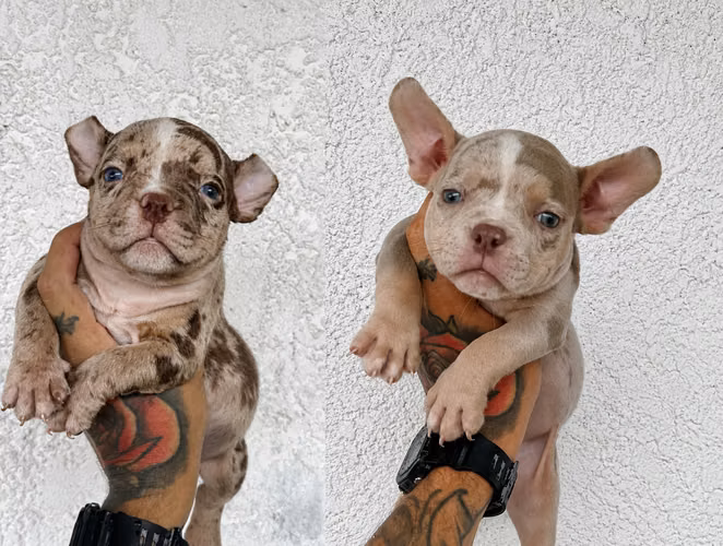 American bully