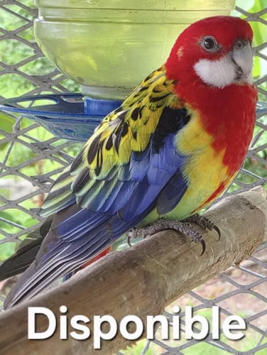 Loros Cramer y Rosellas -GANGA por Mudanza