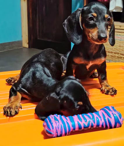Dachshund Salchichas Mini - Imagen 5