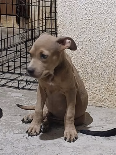 VENTA DE  PITBULL BLUE  DISPONIBLE 1 HEMBRA y 1 MACHO ( EDAD: 4 MESES) - Imagen 4