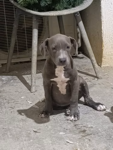 VENTA DE  PITBULL BLUE  DISPONIBLE 1 HEMBRA y 1 MACHO ( EDAD: 4 MESES)