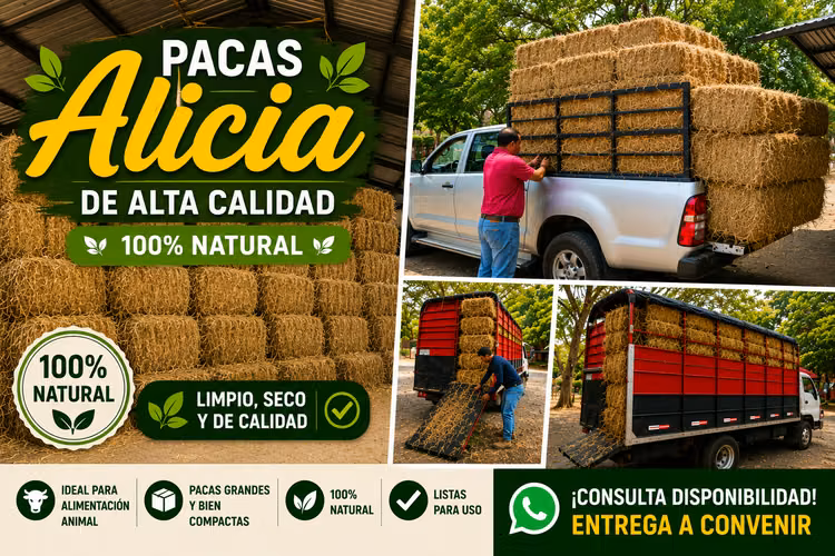 Venta de Pacas Alicia de Alta Calidad – 100% Natural