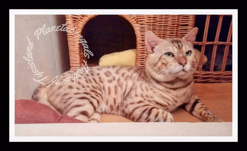 Gatos Bengals - Los Pequeños Leopardos - Imagen 5