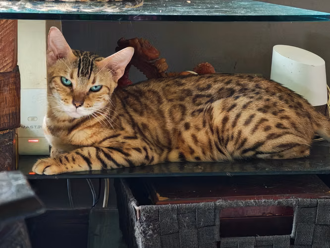 Gatos Bengals - Los Pequeños Leopardos - Imagen 6