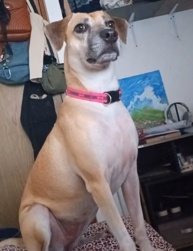 Andrea - Perrita cuidadora - Imagen 6