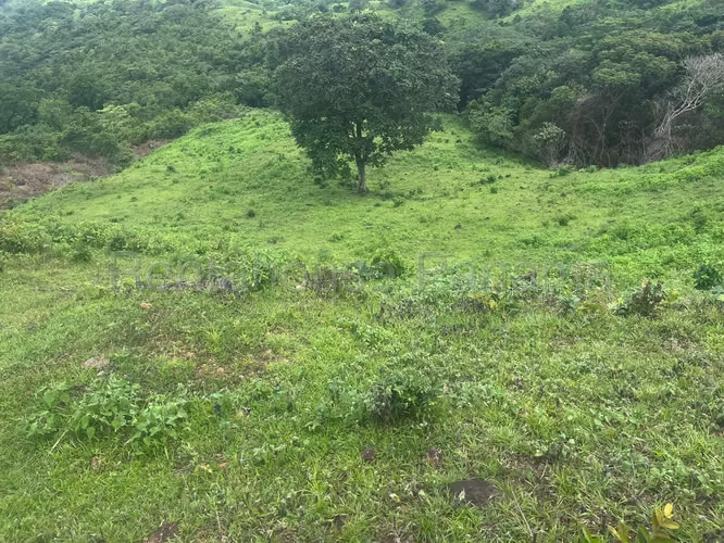 Vendo Finca Agropecuaria de 1,200,000 m² en Pacora 26-8978GG - Imagen 10