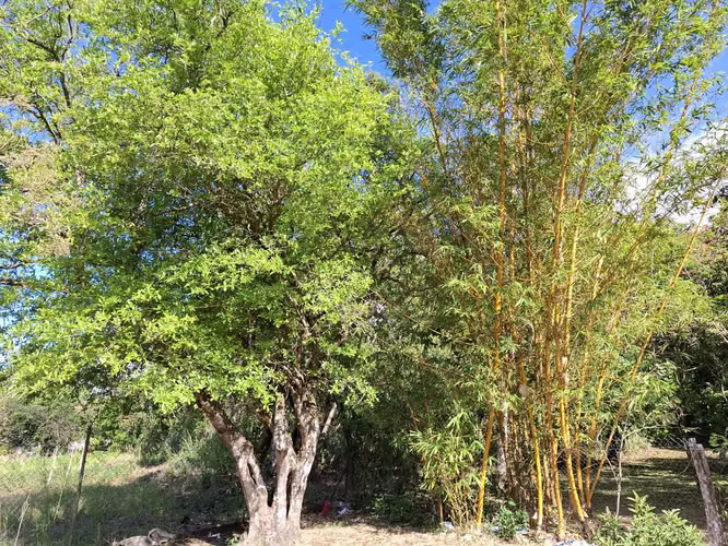 Lote de montaña excepcional en El Valle De Antón - Imagen 2