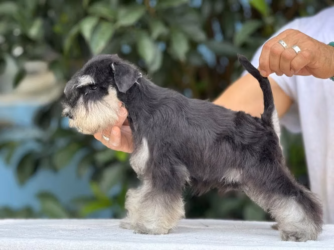 Schnauzer miniatura  full pedigree internacional - Imagen 4