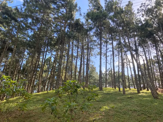 SE VENDE TERRENO CON TOPOGRAFIA PLANA Y VISTA EN ALTOS DEL MARIA - Imagen 3