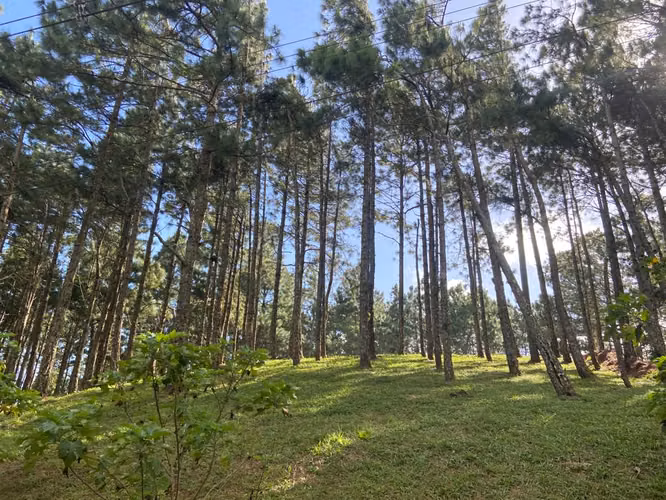 LAND IS SOLD WITH FLAT TOPOGRAPHY AND VIEW IN HIGH OF THE MARIA