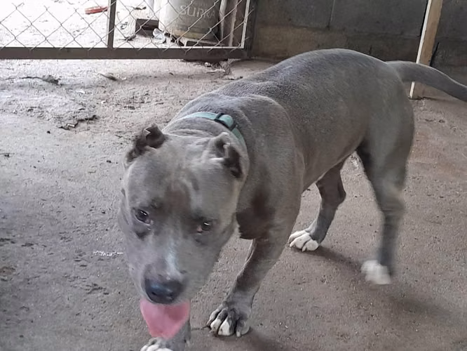 PITBULL MERLE- MACHOS