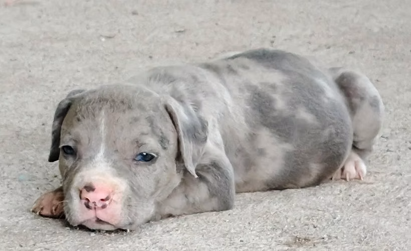 PITBULL MERLE- MACHOS