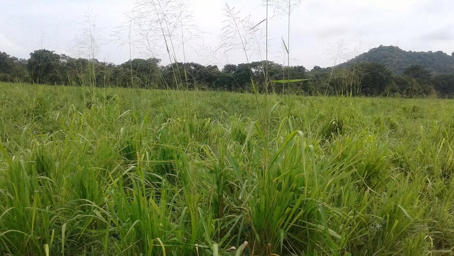 Venta de Terreno en Las Margaritas Ruta Las Margaritas NS