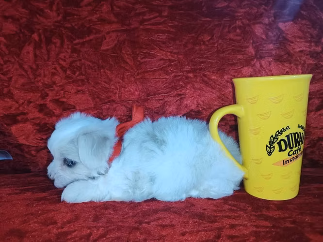 Perrito maltes macho y hembra Puro - Imagen 3
