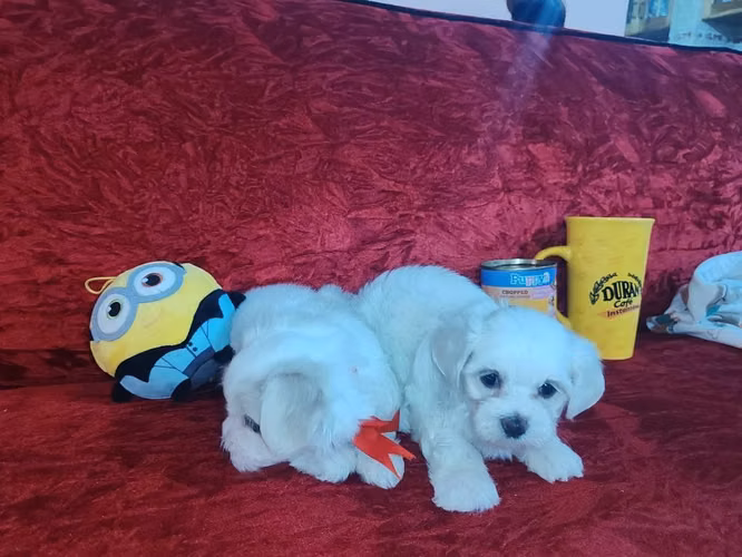 Perrito maltes macho y hembra Puro - Imagen 5