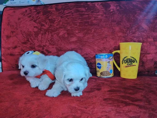 Perrito maltes macho y hembra Puro