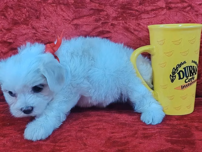 Perrito maltes macho y hembra Puro - Imagen 4