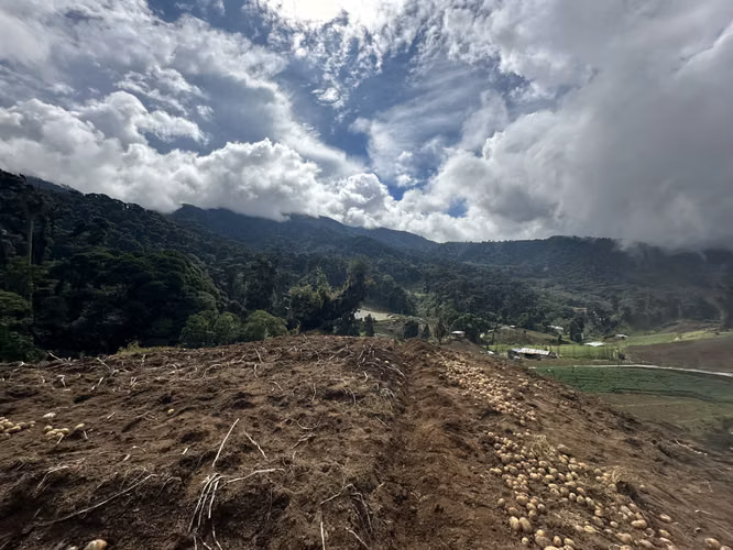 REMATE!! SE VENDE FINCA DE 6.5 HAS EN CERRO PUNTA - Imagen 6