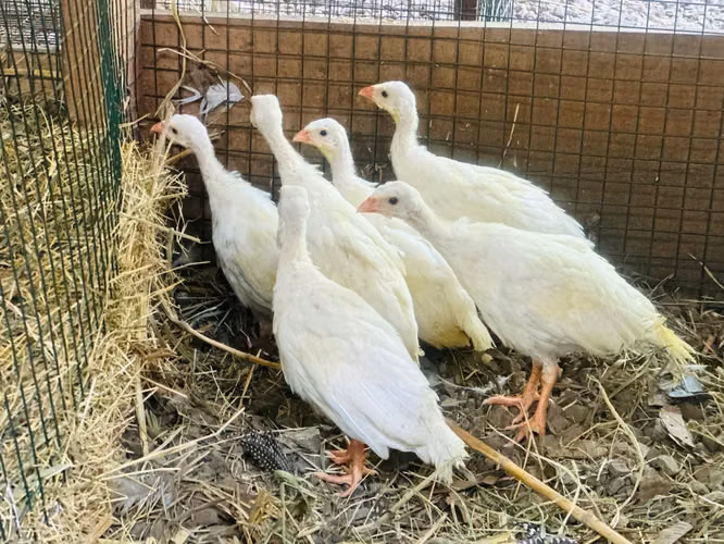Gallinas guineas
