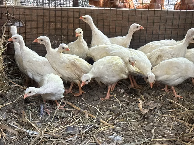 Gallinas guineas