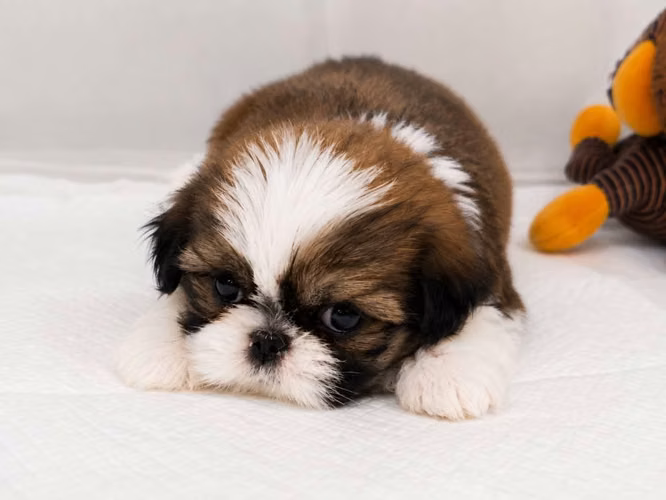 Ejemplar Shih tzu 100% puro