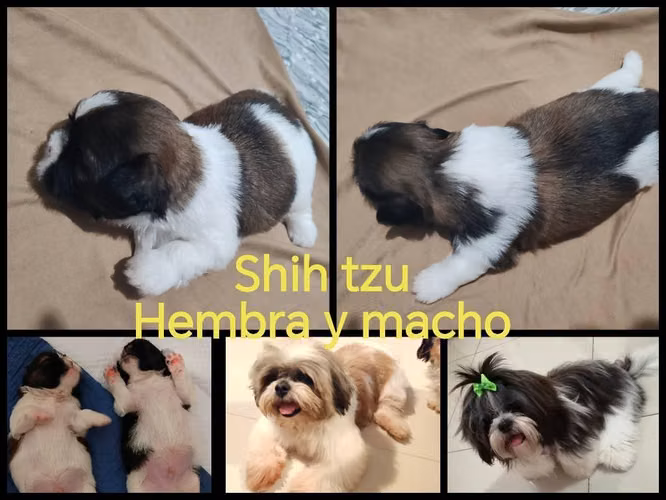 Hermoso Shih tzu