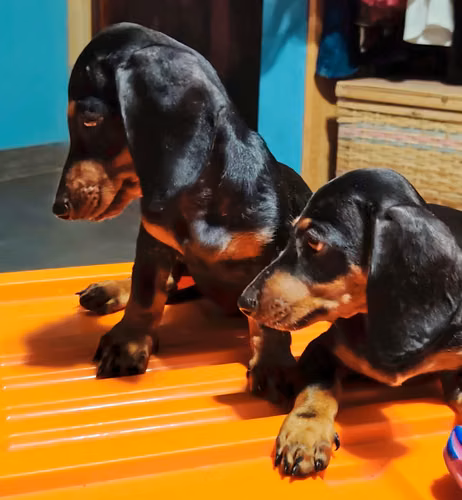 Salchichas mini hembra y macho ( ver descripción) - Imagen 2