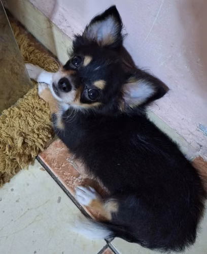 Cachorros Chihuahua pelo corto y pelo largo 